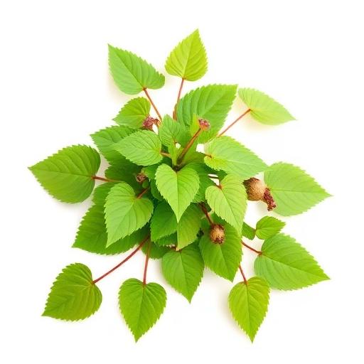 Horny Goat Weed