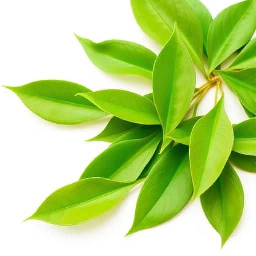 Green Tea Extract